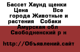 Бассет Хаунд щенки › Цена ­ 20 000 - Все города Животные и растения » Собаки   . Амурская обл.,Свободненский р-н